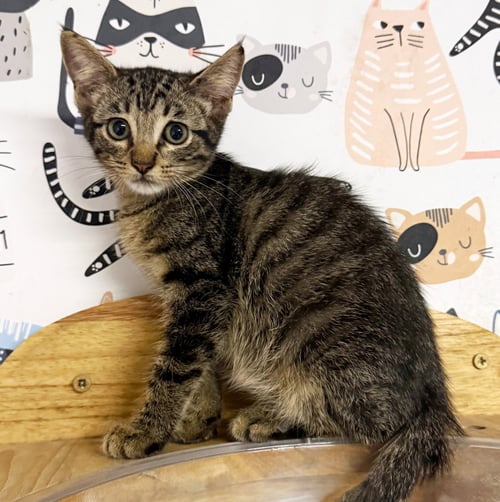 TATER #FRIED-SPUD-LITTER - Tabby / American Shorthair available for adoption