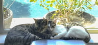 Chompers #more-purrs-less-drama - Photo 2