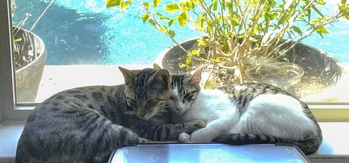 CHOMPERS #MORE-PURRS-LESS-DRAMA - Tabby available for adoption