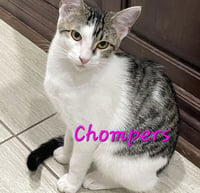 Chompers #more-purrs-less-drama - Photo 1