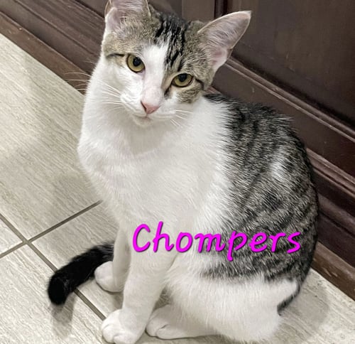 CHOMPERS #MORE-PURRS-LESS-DRAMA - Tabby for adoption in Sugar Land