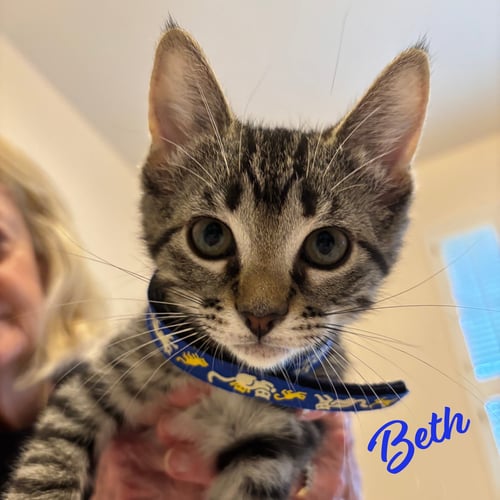 BETH #LITTLE-WOMEN-LITTER - Tabby / American Shorthair available for adoption