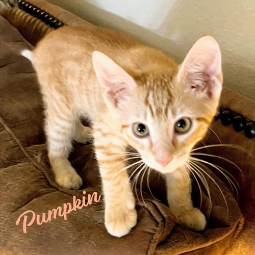 PUMPKIN #HEIGHTS-QUINTET