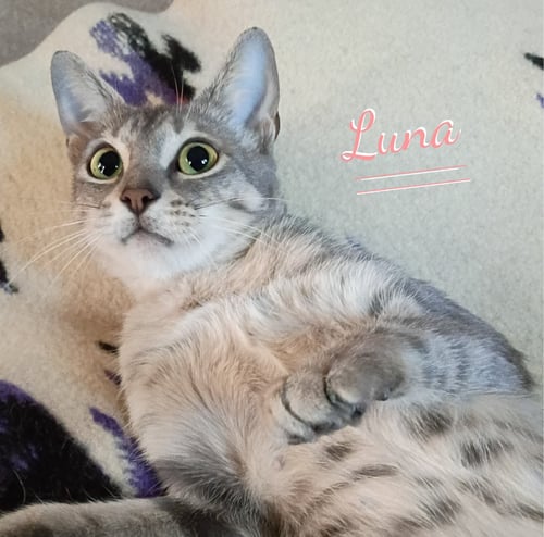 LUNA #BEGS-FOR-KISSES