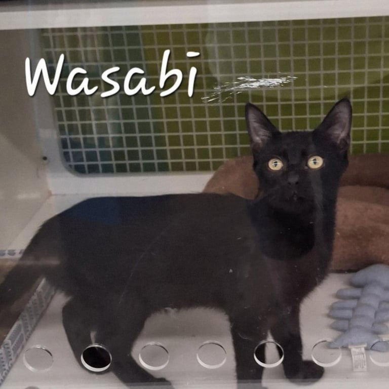 Wasabi #velcro-kitty Image