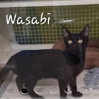 Wasabi #velcro-kitty - Photo 1