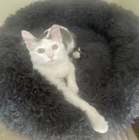 Arthur #fluffy-sweetheart - Photo 4