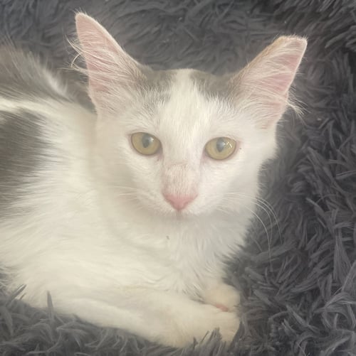 ARTHUR #FLUFFY-SWEETHEART - Domestic Medium Hair / Tuxedo available for adoption