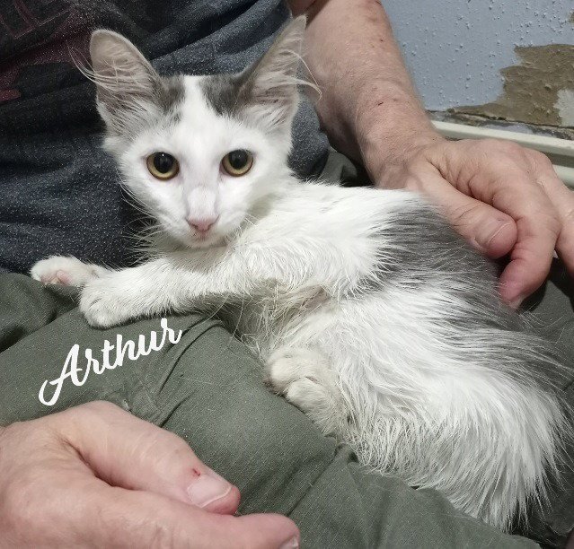 Arthur #fluffy-sweetheart Image