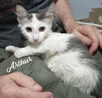Arthur #fluffy-sweetheart - Photo 1