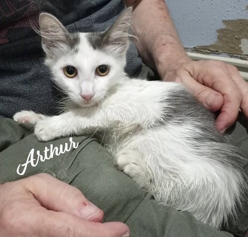 ARTHUR #FLUFFY-SWEETHEART - Domestic Medium Hair / Tuxedo available for adoption