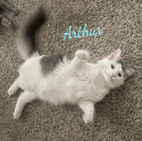 ARTHUR #FLUFFY-SWEETHEART - Maine Coon / Domestic Medium Hair available for adoption
