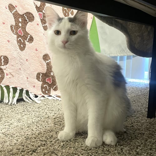 ARTHUR #FLUFFY-SWEETHEART - Maine Coon / Domestic Medium Hair available for adoption