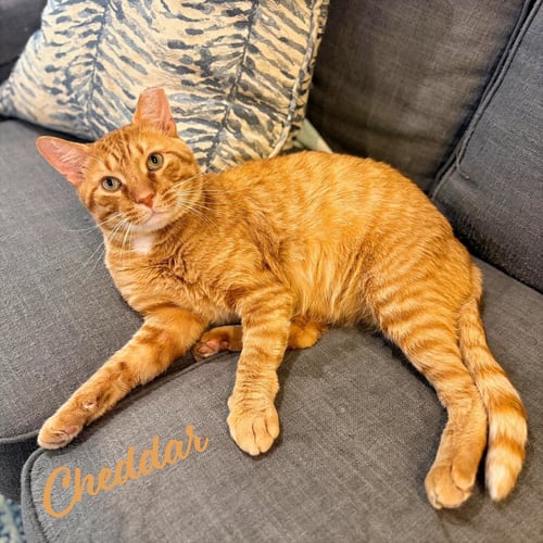 CHEDDAR #MORE-TO-HUG - Tabby available for adoption