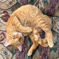 Cheddar #more-to-hug - Photo 2