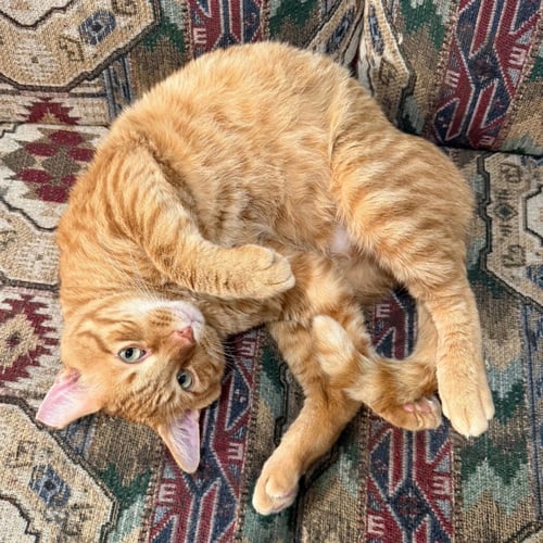 CHEDDAR #MORE-TO-HUG - Tabby available for adoption