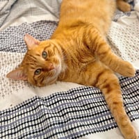 Cheddar #more-to-hug - Photo 3