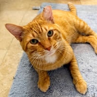 Cheddar #more-to-hug - Photo 4