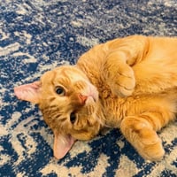 Cheddar #more-to-hug - Photo 5