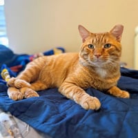 Cheddar #more-to-hug - Photo 6