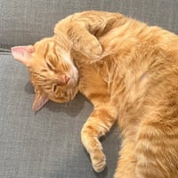 Cheddar #more-to-hug - Photo 7