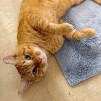 Cheddar #more-to-hug - Photo 8