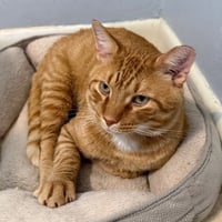Cheddar #more-to-hug - Photo 9