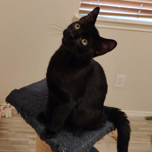 INKY #PATIO-POSSE - Bombay / Domestic Short Hair available for adoption