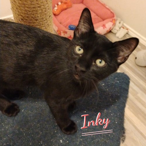 INKY #PATIO-POSSE - Bombay / Domestic Short Hair available for adoption