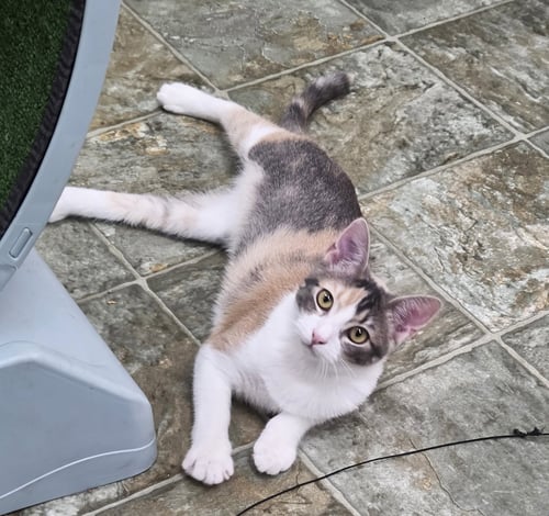 LOO LOO #MICROWAVE-BOX-LITTER - Dilute Calico / American Shorthair available for adoption