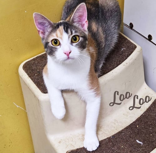 LOO LOO #MICROWAVE-BOX-LITTER - Dilute Calico / American Shorthair available for adoption
