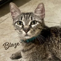 Blaze #momma-cat-of-the-year - Photo 1