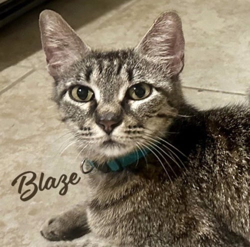 BLAZE #MOMMA-CAT-OF-THE-YEAR - Tabby / Domestic Short Hair available for adoption