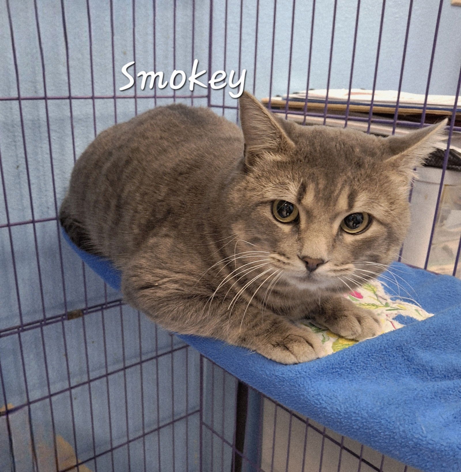 SMOKEY #COUCH-COMPANION - Tabby available for adoption