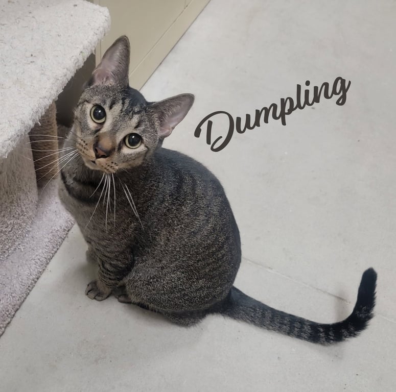 Dumpling #brother-of-Dim-Sum Image
