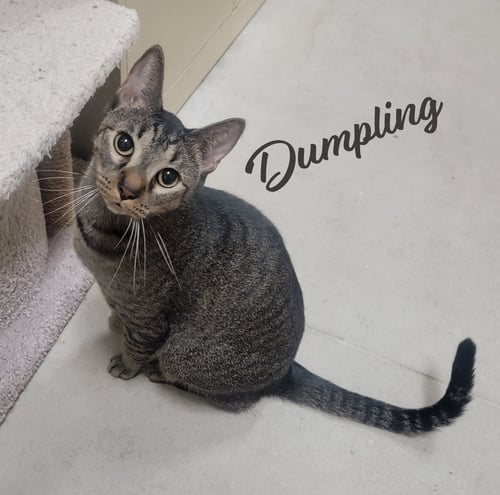 DUMPLING #BROTHER-OF-DIM-SUM - Tabby / Domestic Short Hair for adoption in Houston