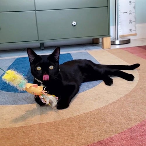 JAGGER #ROCK-N-ROLL-CHARMER - Bombay / Domestic Short Hair available for adoption