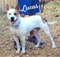 Lucas #ready-to-snuggle - Photo 1
