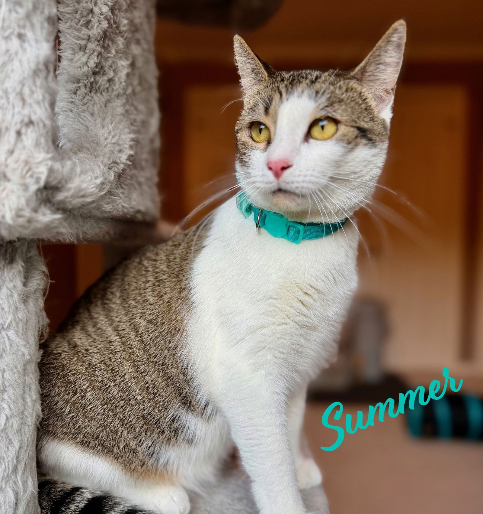 SUMMER #LOVES-HEAD-SCRATCHES - Tabby available for adoption