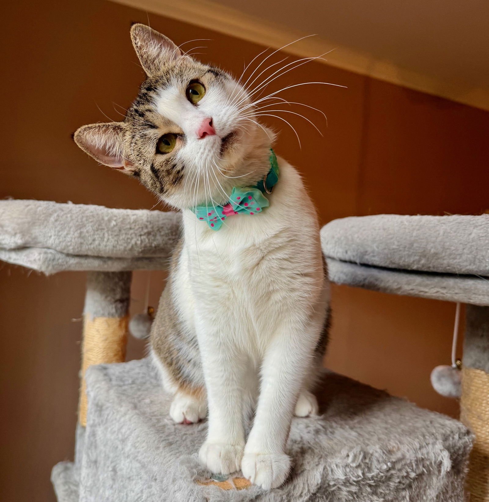 SUMMER #LOVES-HEAD-SCRATCHES - Tabby available for adoption