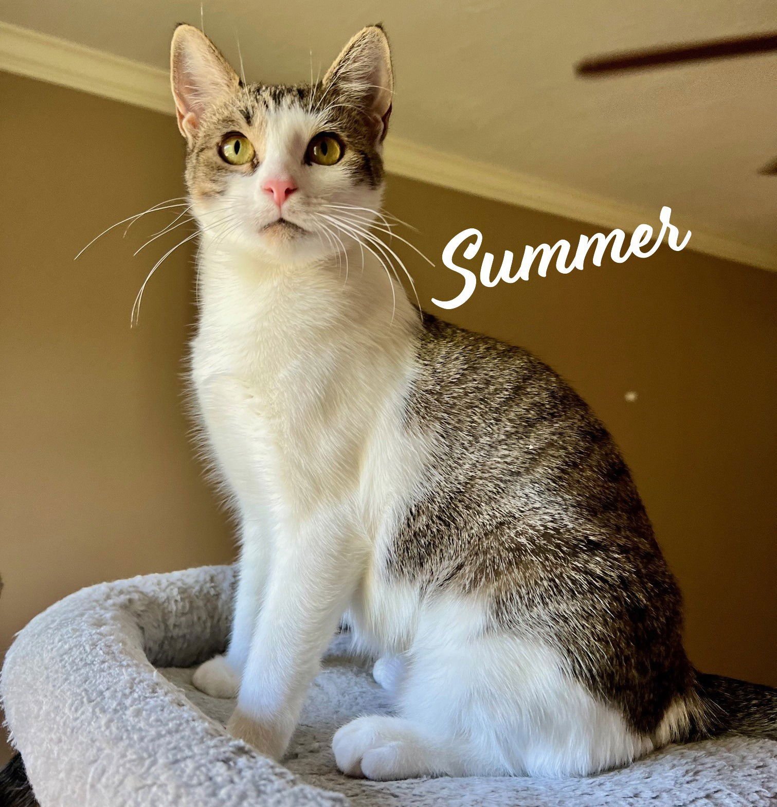 Summer #loves-head-scratches - Photo 3