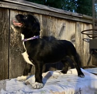 Lola #plush-toy-litter - Photo 3