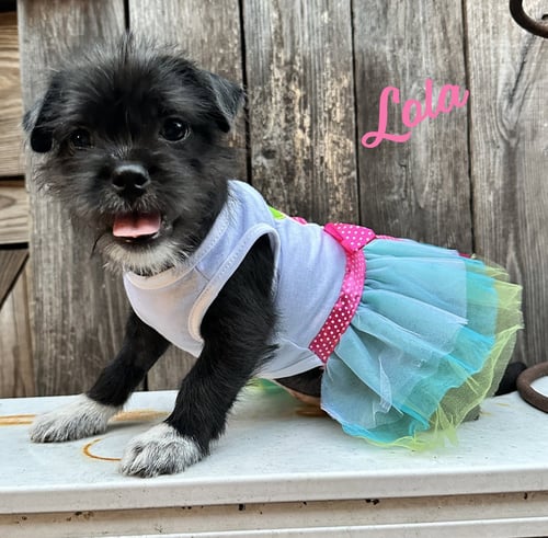 LOLA #PLUSH-TOY-LITTER - Jack Russell Terrier / Chihuahua for adoption in Houston