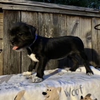 Lola #plush-toy-litter - Photo 4