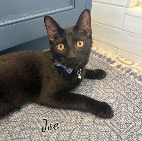 JOE #DEMITASSE-TRIO - Bombay available for adoption