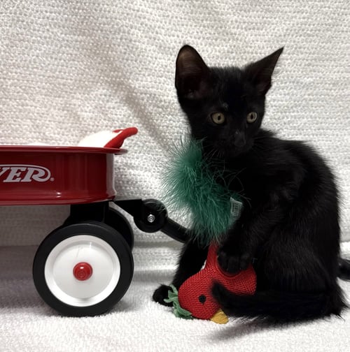 TWINKIE #SNACK-CAKE-TRIO - Bombay / Domestic Short Hair available for adoption