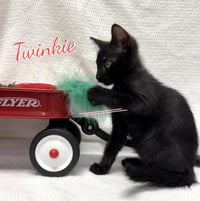 Twinkie #snack-cake-trio - Photo 1