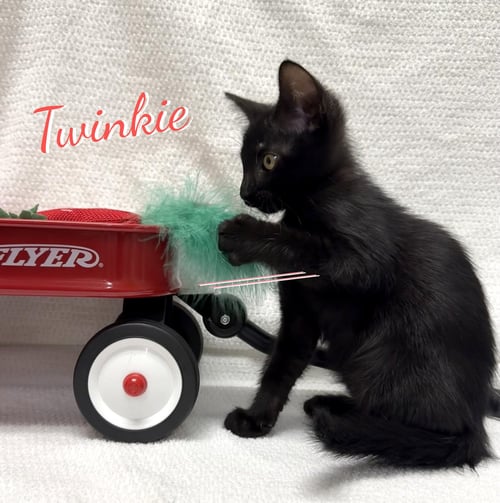 TWINKIE #SNACK-CAKE-TRIO - Bombay / Domestic Short Hair available for adoption