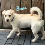 Briar #cheerfully-outgoing - Photo 1