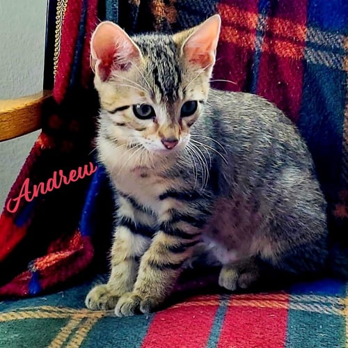 ANDREW #WINSOME-FIVESOME - Tabby / Domestic Short Hair available for adoption